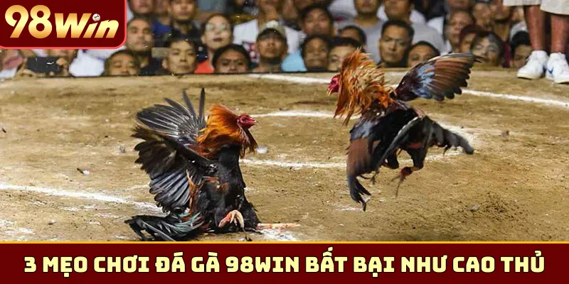 3 mẹo chơi đá gà 98Win bất bại như cao thủ